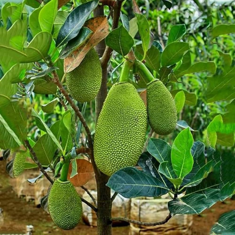 Jackfruit tree and fruit