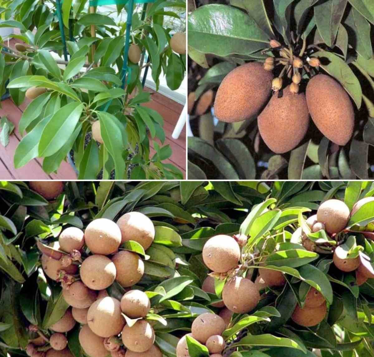 Sapota fruit