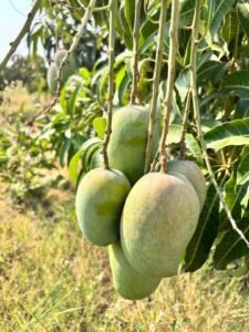 50 Acre Plantation at Kalwakurthy