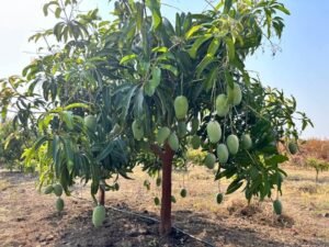 50 Acre Plantation at Wanaparthy