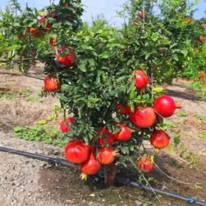 10 Acre Pomegranate Plantation at Chintapally