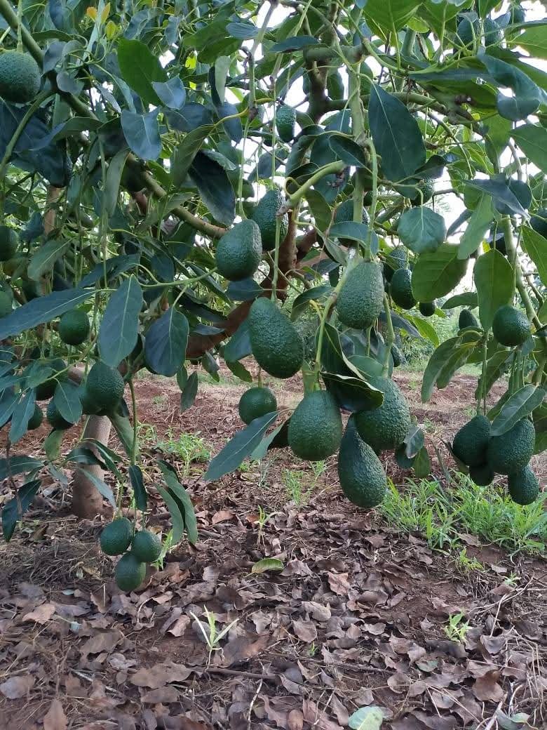 20 Acre Plantation at Bhuvanagiri