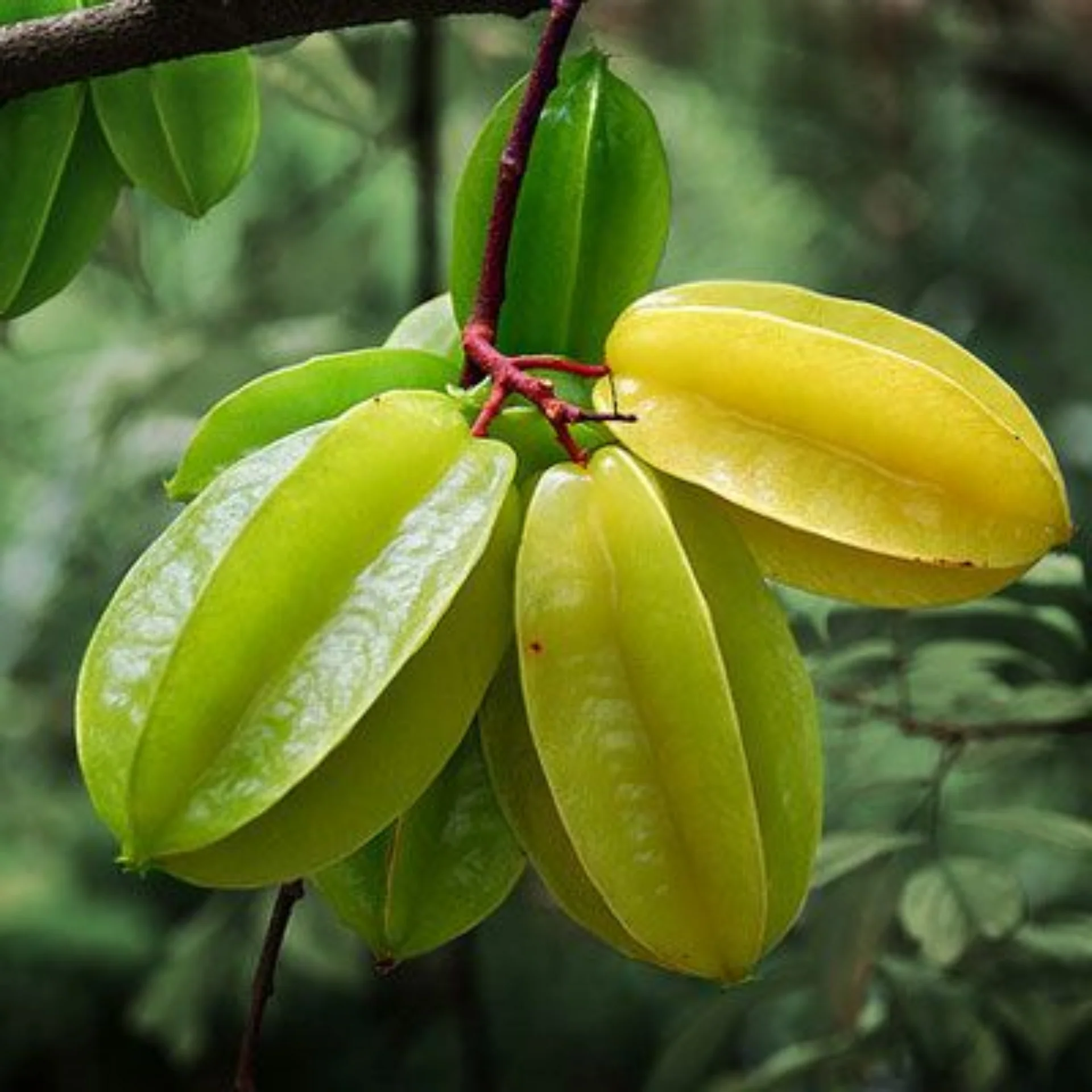 Star fruit
