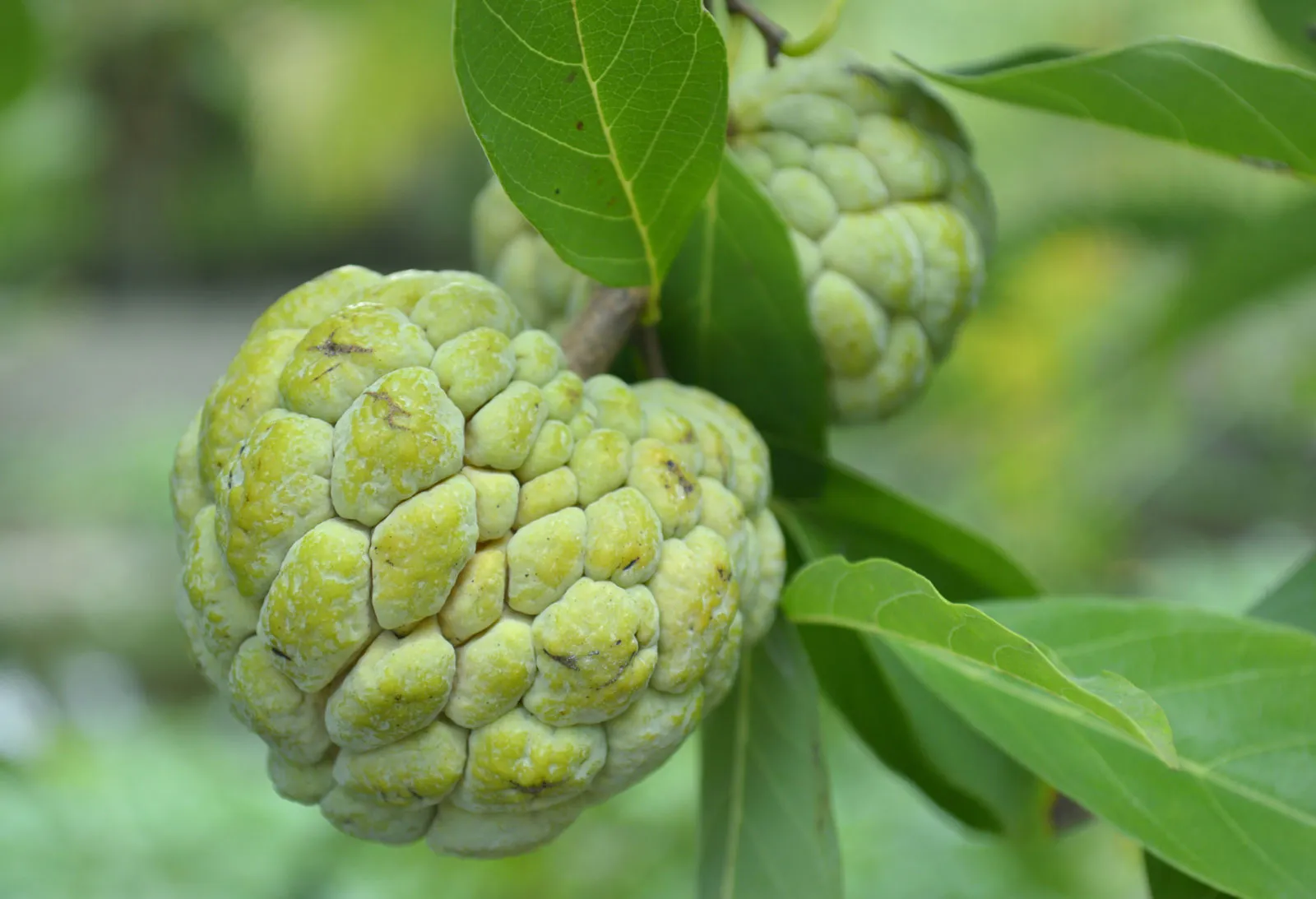 Custard apple fruit