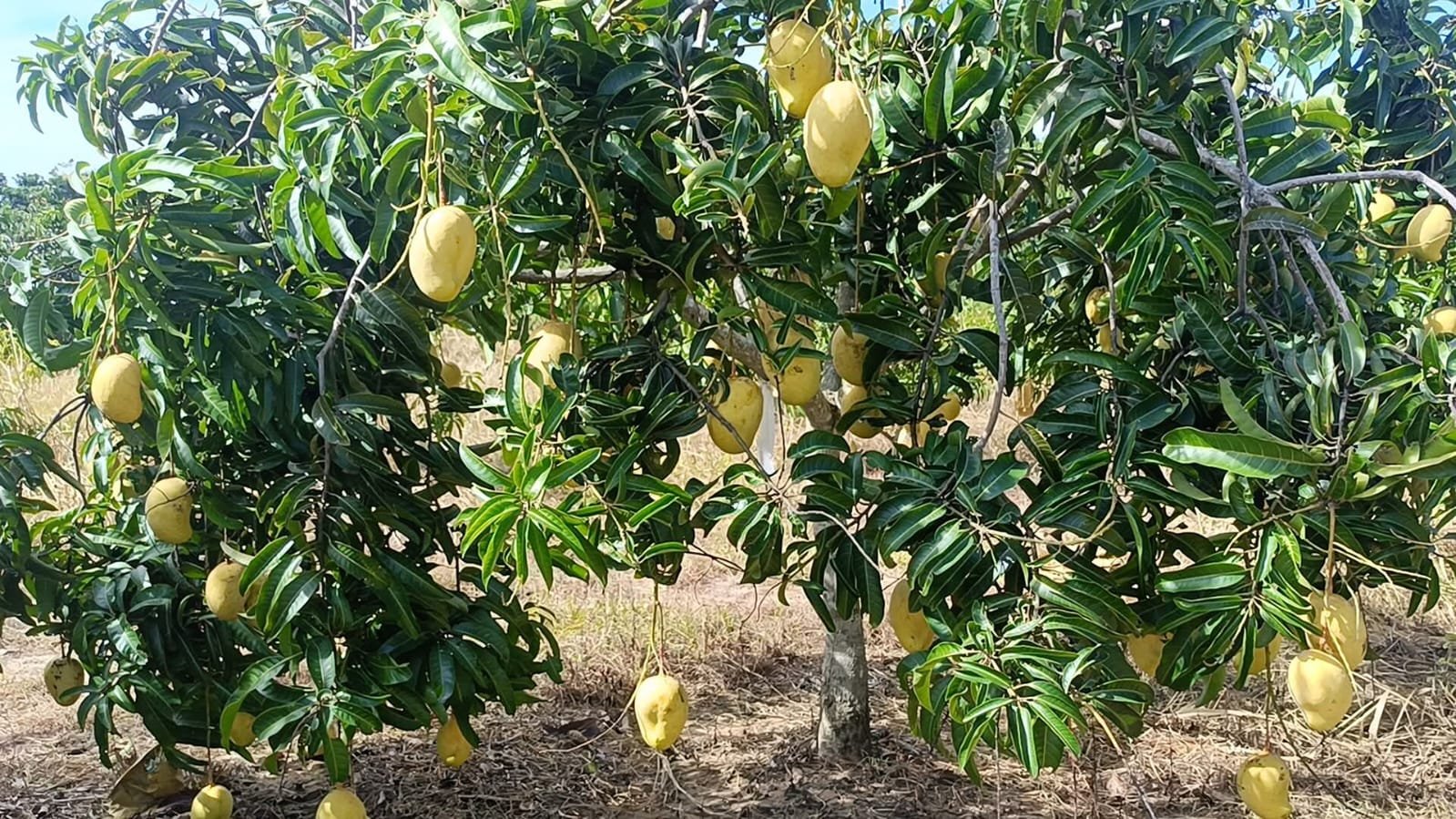 50 Acre Plantation at Kodihalli