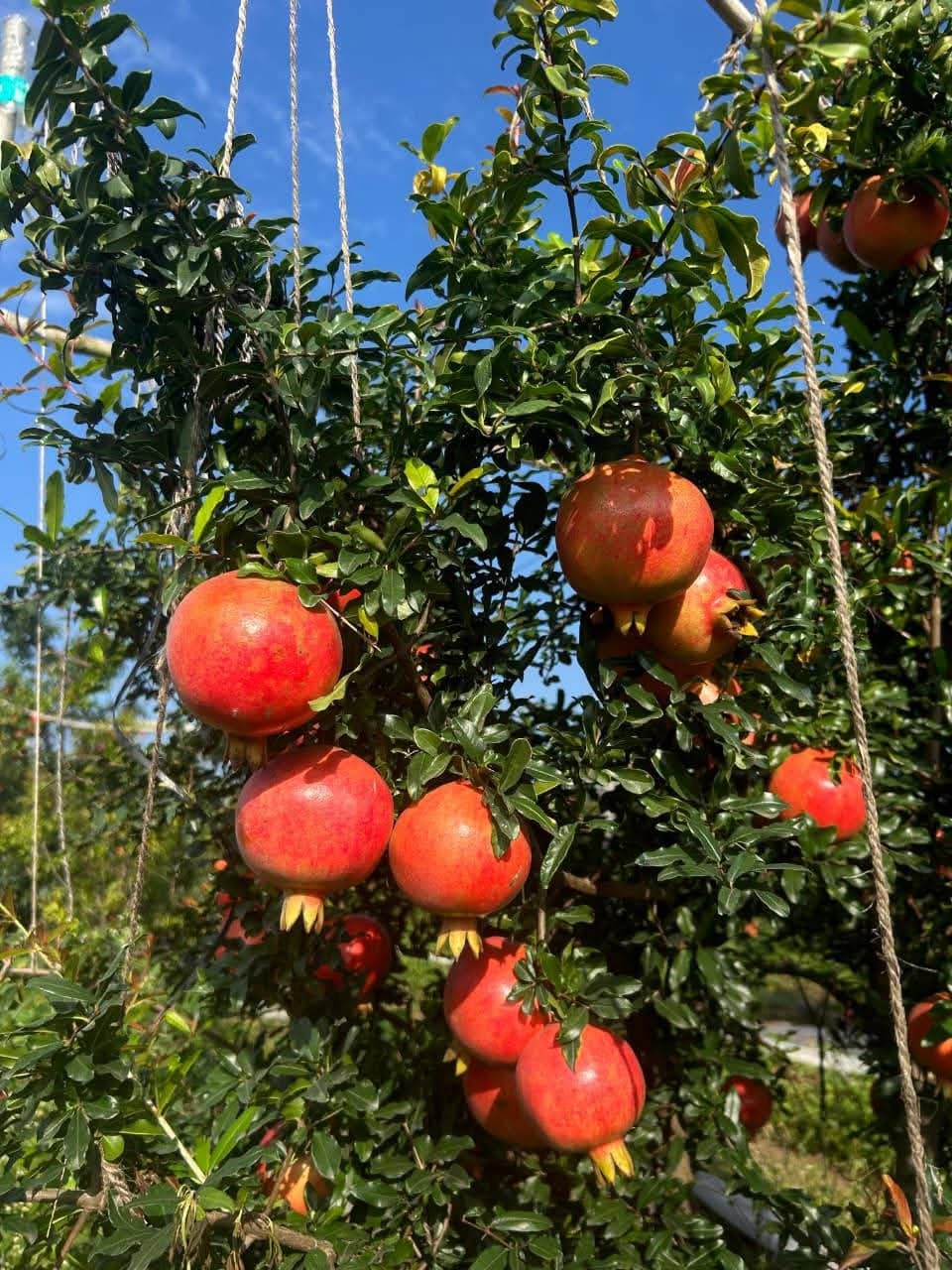 10 Acre Pomegranate Plantation at Kadthal