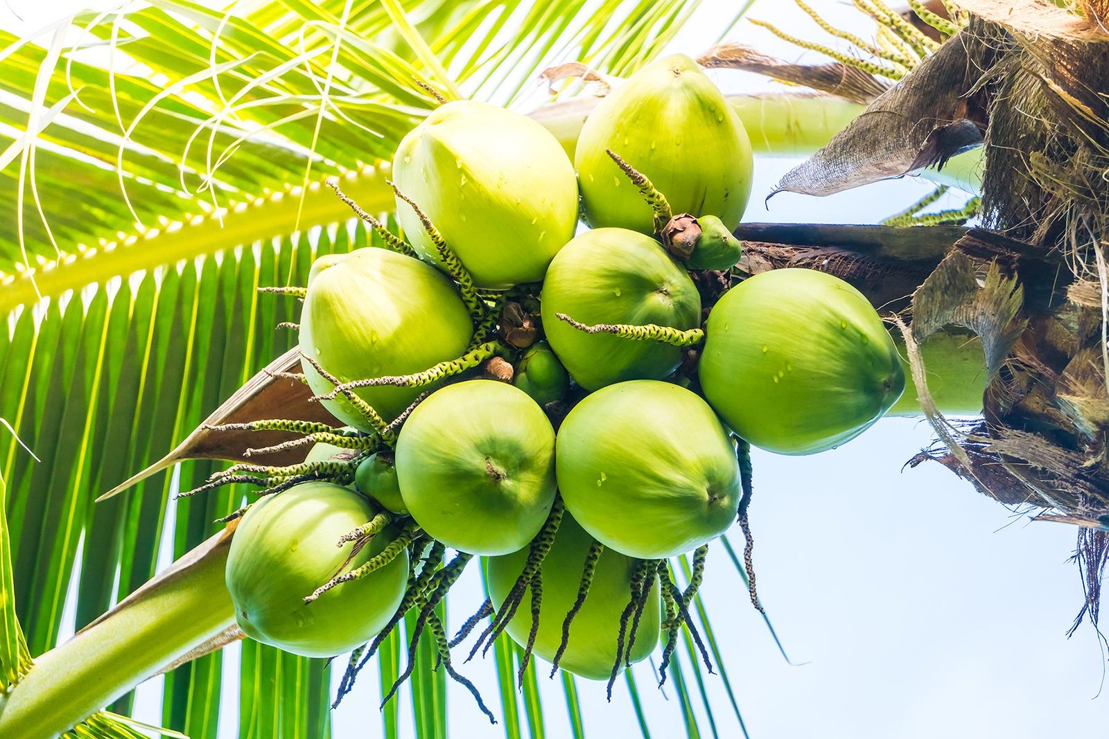 Coconut plantation