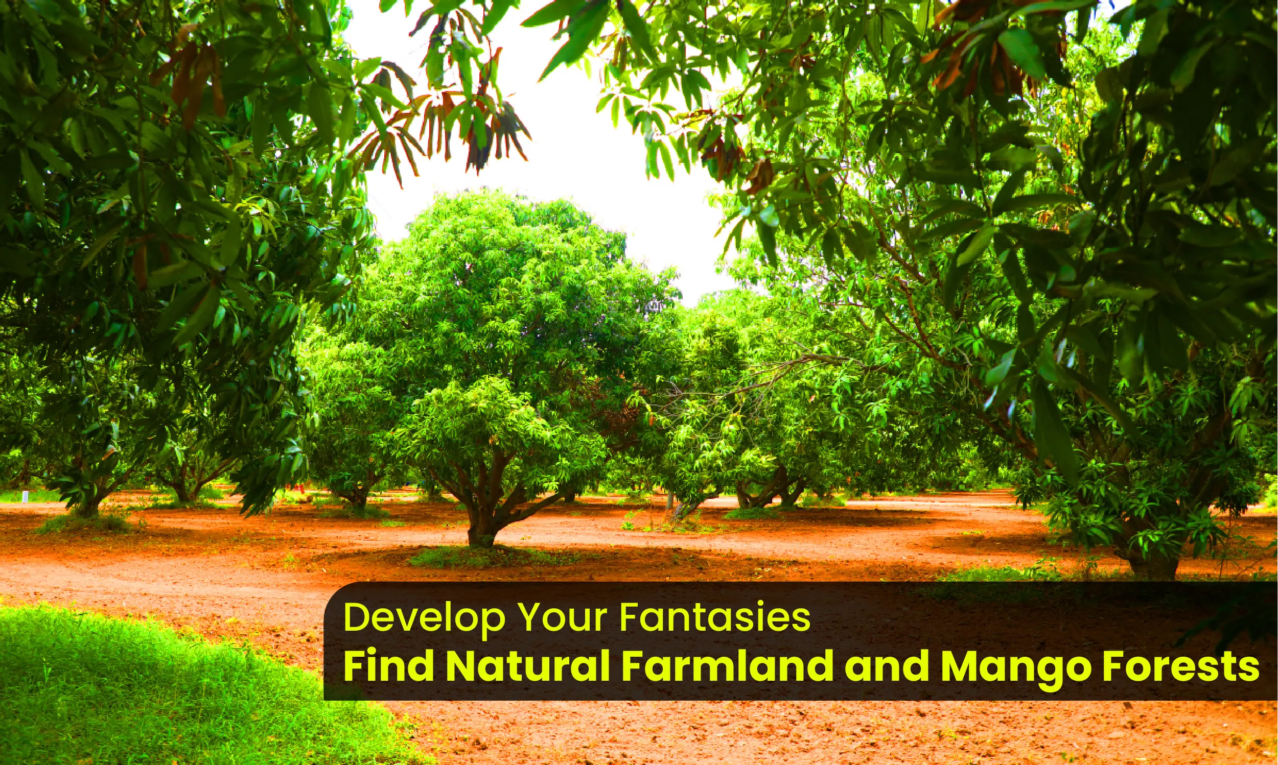 Mango farmland plantation